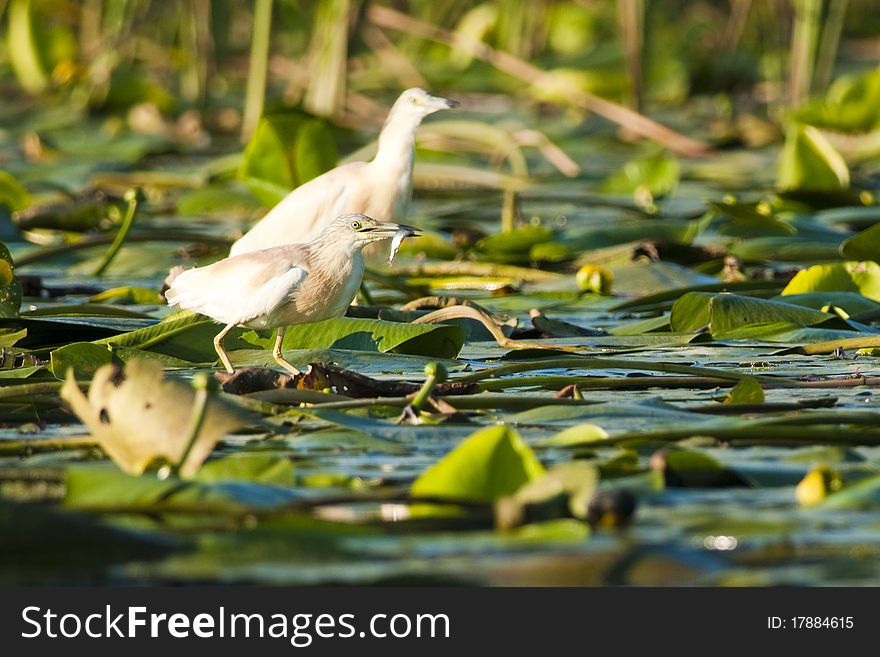 Silky Or Squacco Heron