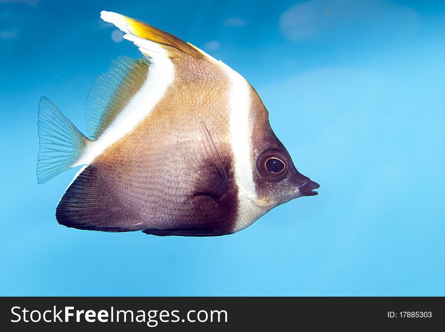 Phantom Bannerfish (Heniochus pleurotaenia) in Aquarium