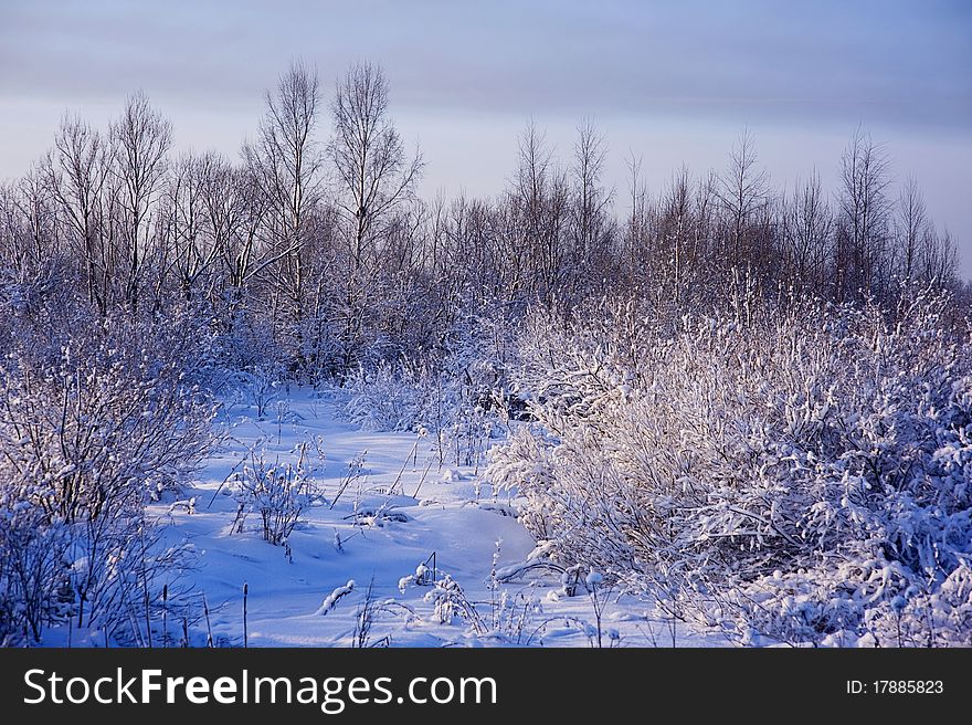 Winter landscape with blue snow and trees