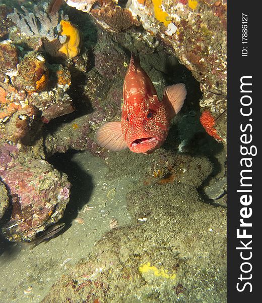 Tomato Rock Cod (Grouper) hiding under a ledge of coral