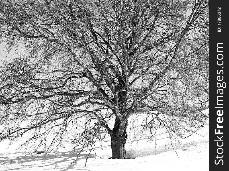 A dense network of veins in a soft snowy lawn. A dense network of veins in a soft snowy lawn