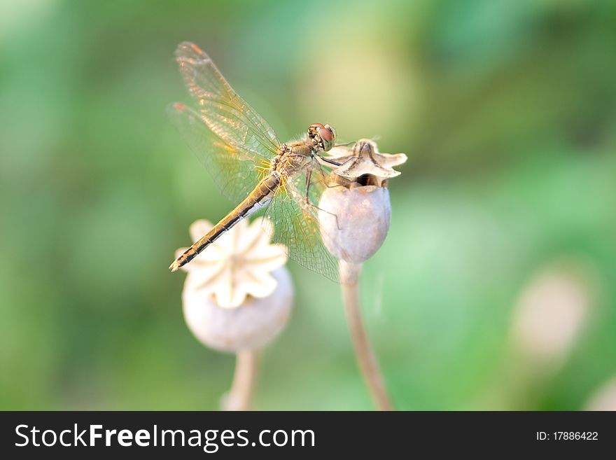 Dragonfly Sits On A Poppy Bud