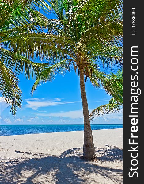 Tropical white sand beach with palm trees