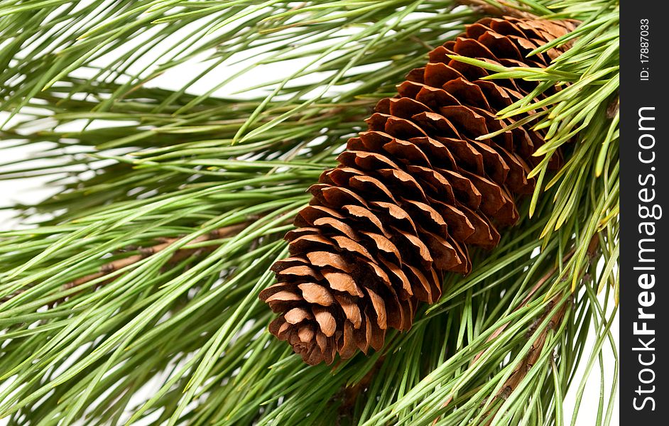 Brown pine cone and a green branch. Brown pine cone and a green branch..