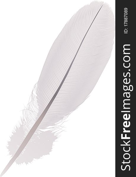Illustration with gray feather on white background. Illustration with gray feather on white background