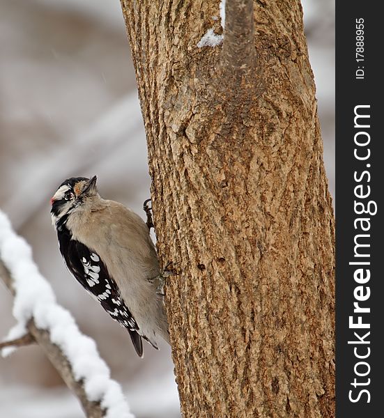 Male downy woodpecker, Picoides pubescens, perched on side of a tree
