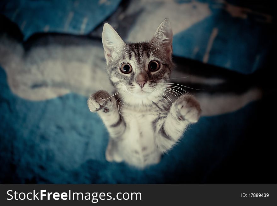 Tabby kitten stands on her hind legs with her paws up and looking at camera. Selective Focus. Tabby kitten stands on her hind legs with her paws up and looking at camera. Selective Focus.