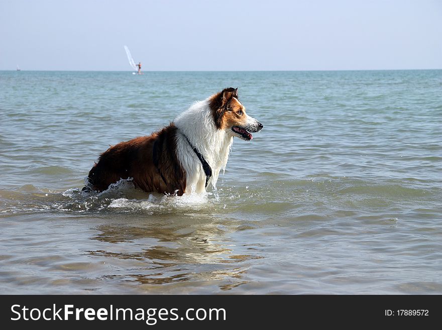 A brown collie is looking for the stick in the sea