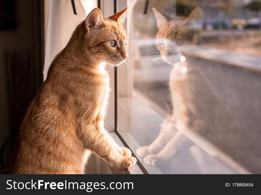 Domestic cat scene. Life of cats at home.lifestyle home cats . indoor cat life. cat at window. Domestic cat scene. Life of cats at home.lifestyle home cats . indoor cat life. cat at window