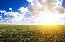 Green Field Under Midday Sun Royalty Free Stock Image Green Field Under Midday Sun Royalty Free Stock Image