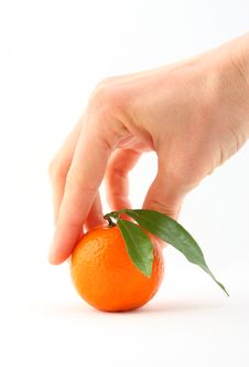 Human Hand Taking Ripe Mandarin With Leaves Stock Photo Human Hand Taking Ripe Mandarin With Leaves Stock Photo