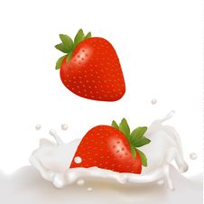 Strawberry Fruits Falling Into The Milky Splash Royalty Free Stock Photos Strawberry Fruits Falling Into The Milky Splash Royalty Free Stock Photos