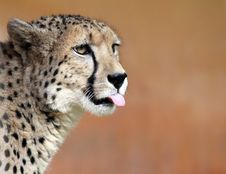 Cheetah 02 Royalty Free Stock Photos Cheetah 02 Royalty Free Stock Photos