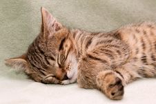 Tabby Cat Sleeps Stock Image Tabby Cat Sleeps Stock Image