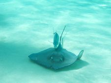 Stingray Followed By Fish Stock Photo Stingray Followed By Fish Stock Photo