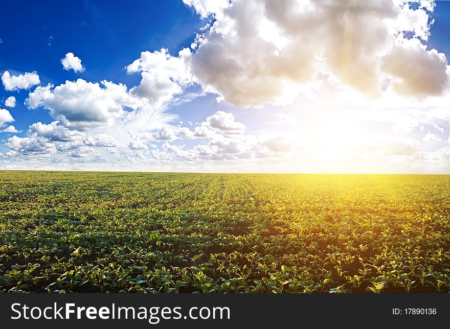 Green Field Under Midday Sun