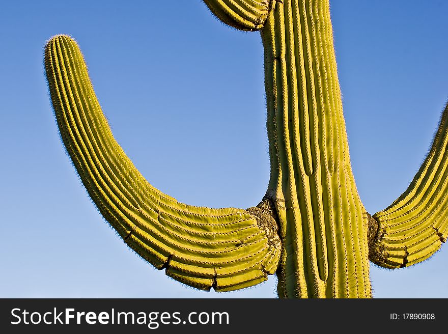 A Saguaro Cactus showing its open arms
