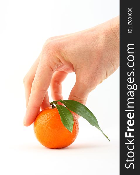 Human hand taking ripe mandarin with leaves