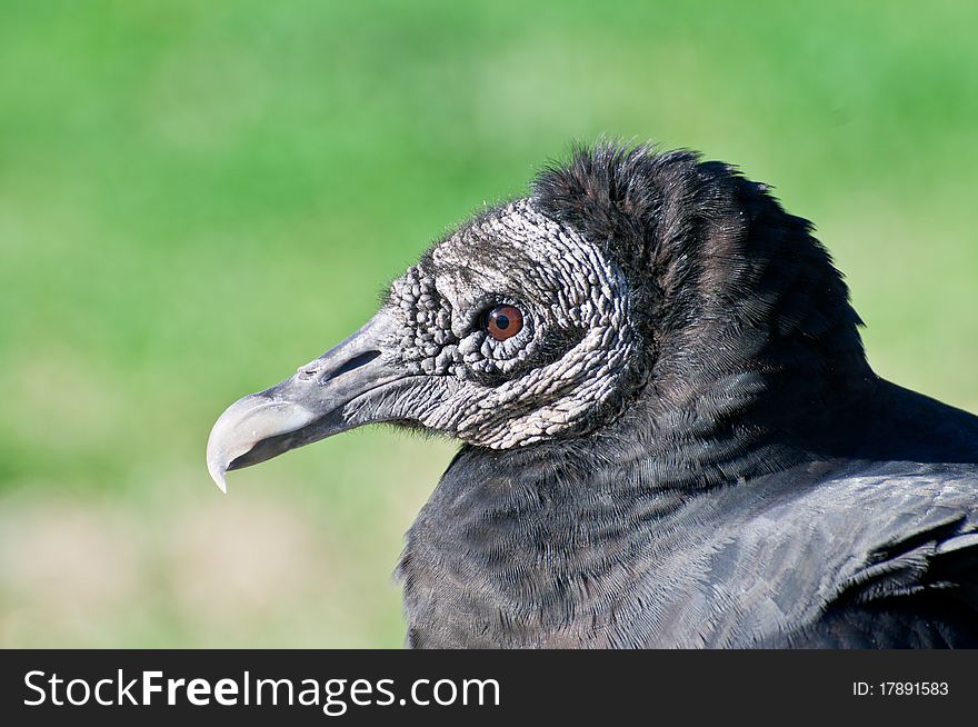 The black vulture, species Coragyps atratus against a green background.
