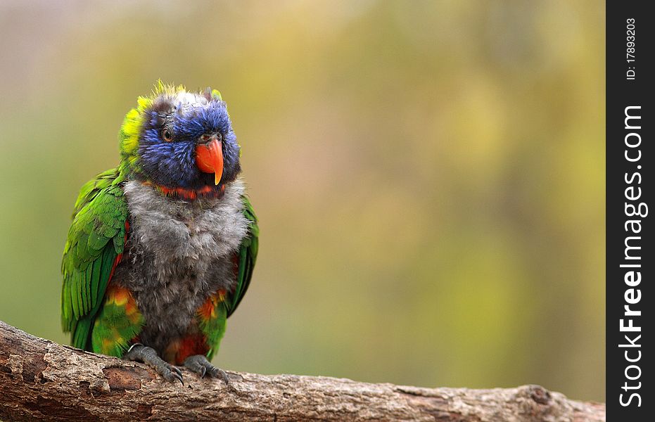 Macaw Lorikeet has plucked feathers and sits on a branch at the zoo