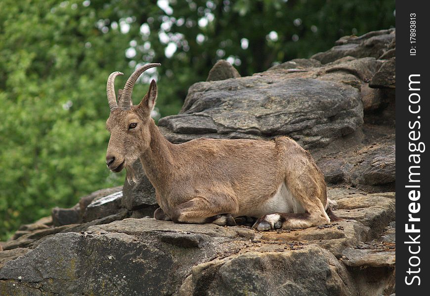 Beautiful brown goat resting on the cliff. Located in Berlin Zoo.