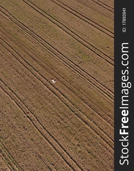 Aerial View: Golden Wheat field. Aerial View: Golden Wheat field