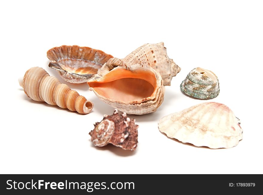A lot of seashells on a white background