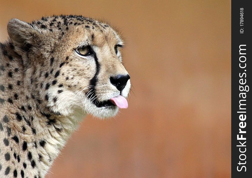Close-up view of a female Cheetah. Close-up view of a female Cheetah