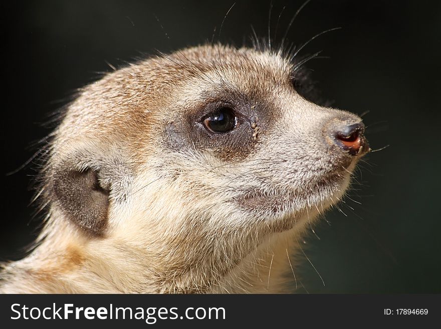 Portrait view of a Meerkat. Portrait view of a Meerkat