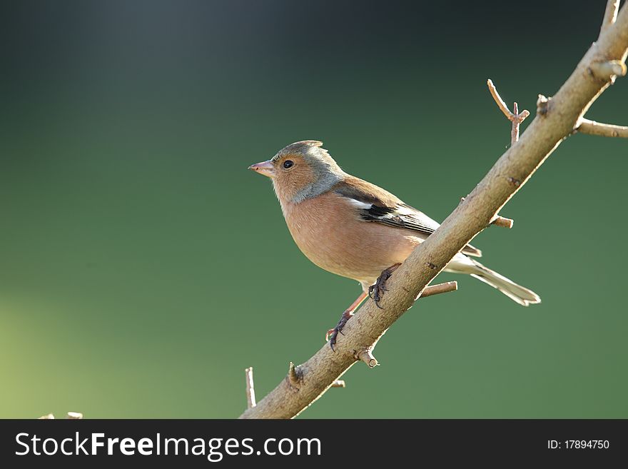 A chaffinch on a perch against a green background. A chaffinch on a perch against a green background.