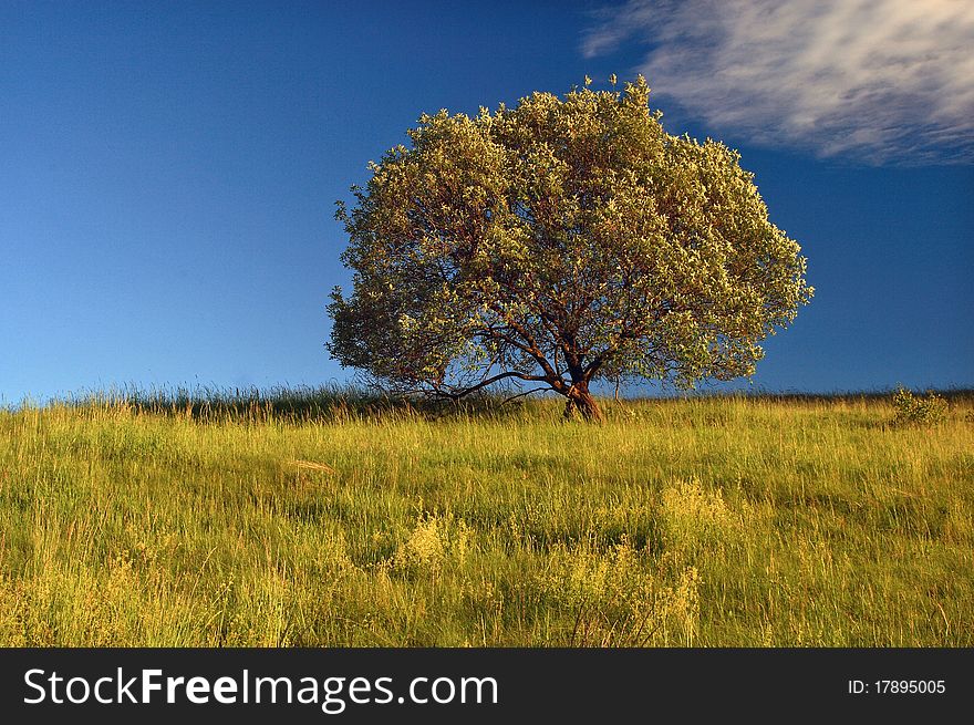 Tree in a meadow with beautiful blue sky. Tree in a meadow with beautiful blue sky.