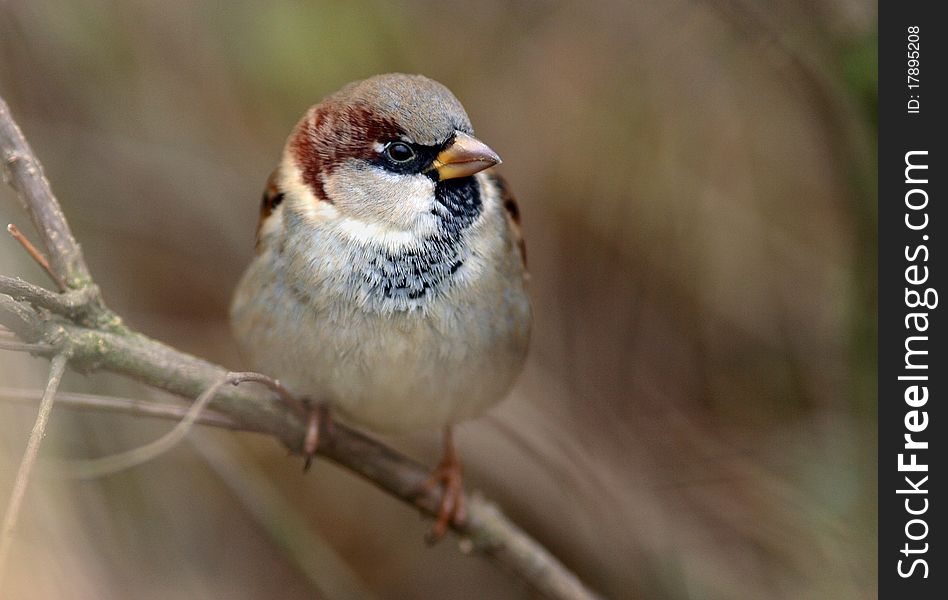 Sparrow of zoological gardens. Beautiful brown color of the male. Sparrow of zoological gardens. Beautiful brown color of the male.