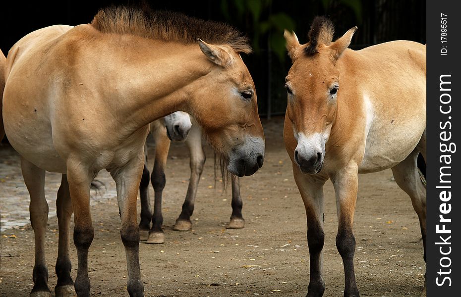 The horse (Equus ferus caballus) is a hooved (ungulate) mammal. Those two was photographed in Berlin Zoo. The horse (Equus ferus caballus) is a hooved (ungulate) mammal. Those two was photographed in Berlin Zoo.