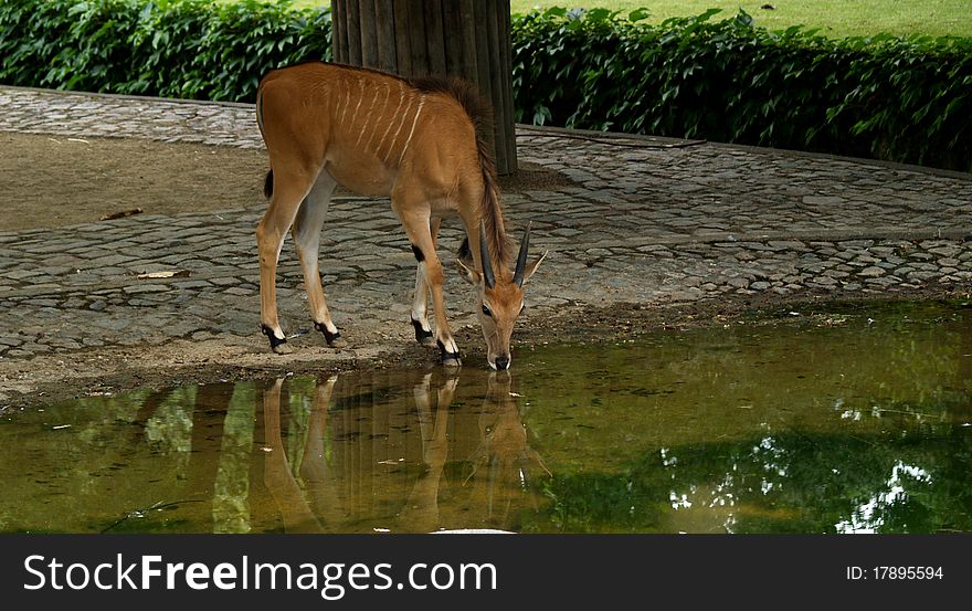 Drinking Goat Reflection