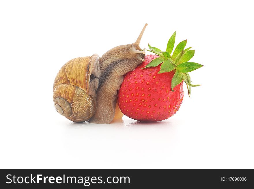 Snail and strawberries on a white surface