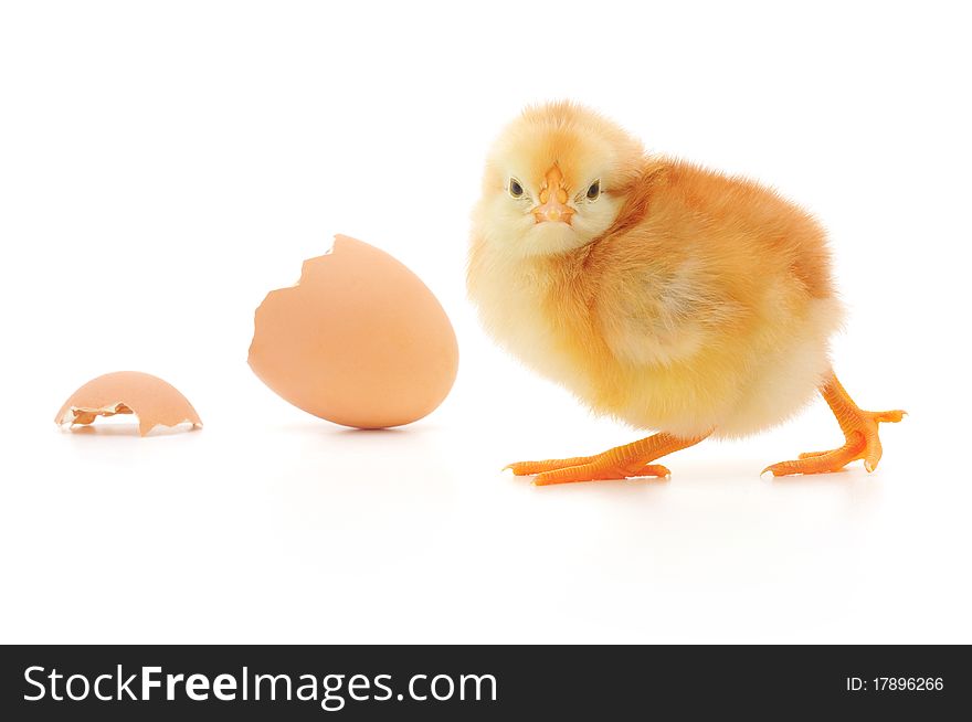 Chicken and an egg shell