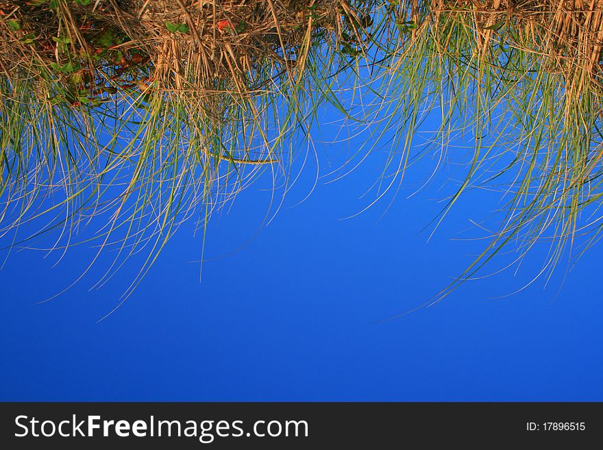 Upside down yellow grass on blue background
