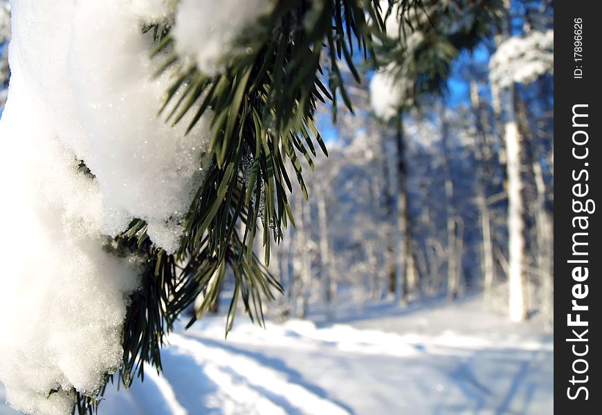 Winter fir tree in the forest