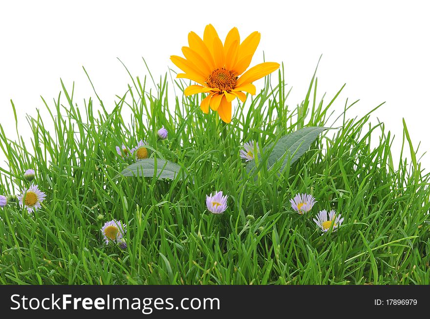 Flowers On Grass