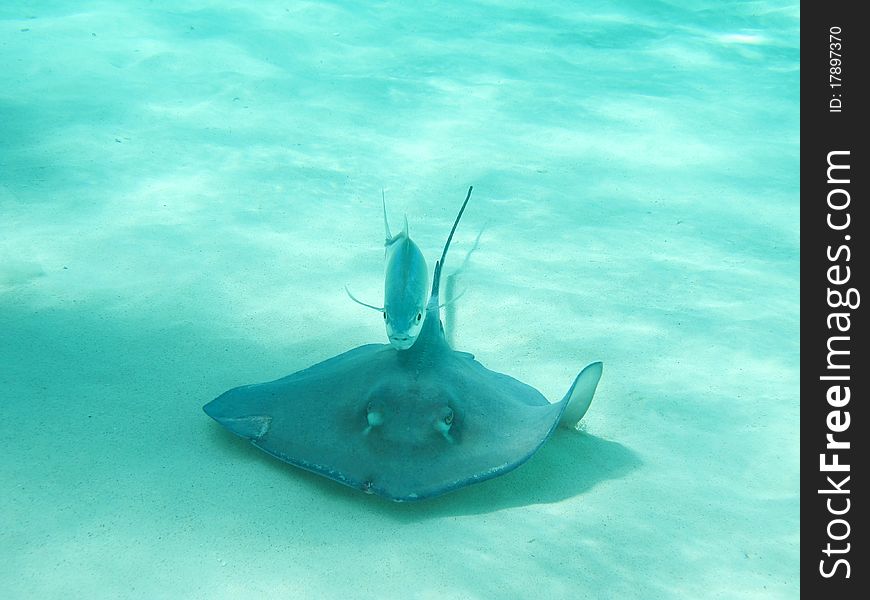 Stingray swiming with fish in Carribean ocean - so called Stingray City near Grand Cayman. Stingray swiming with fish in Carribean ocean - so called Stingray City near Grand Cayman