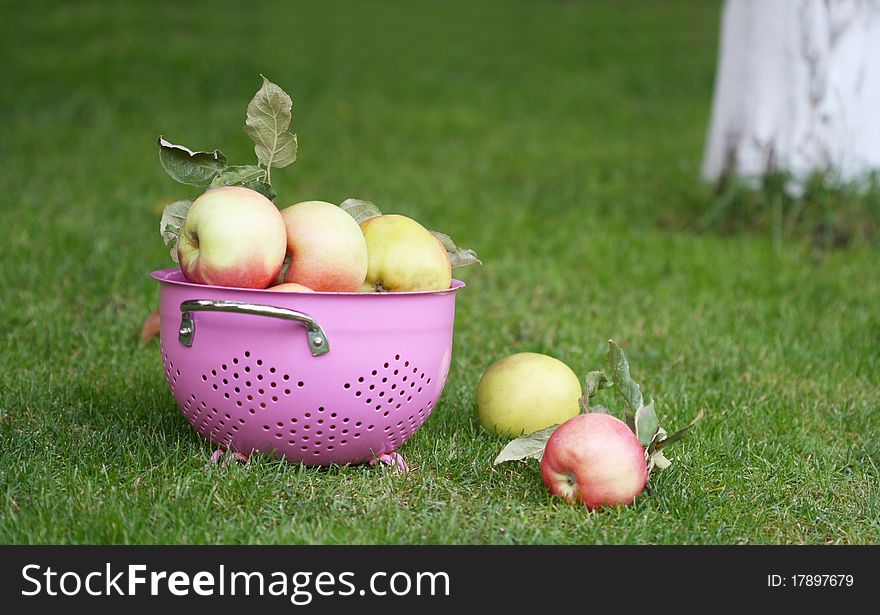 Apples in the pink strainer. The harvesting. Apples in the pink strainer. The harvesting