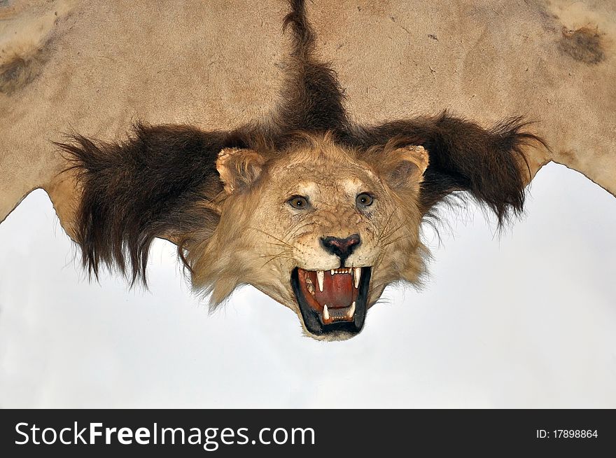 Hunting trophies, stuffed African lion