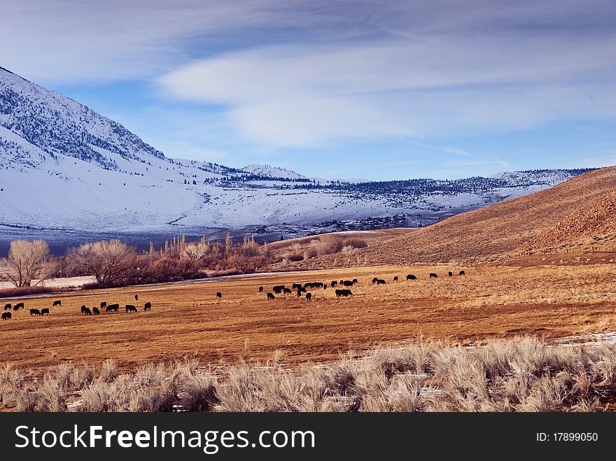 Winter mountain pasture with grazing cattle. Winter mountain pasture with grazing cattle