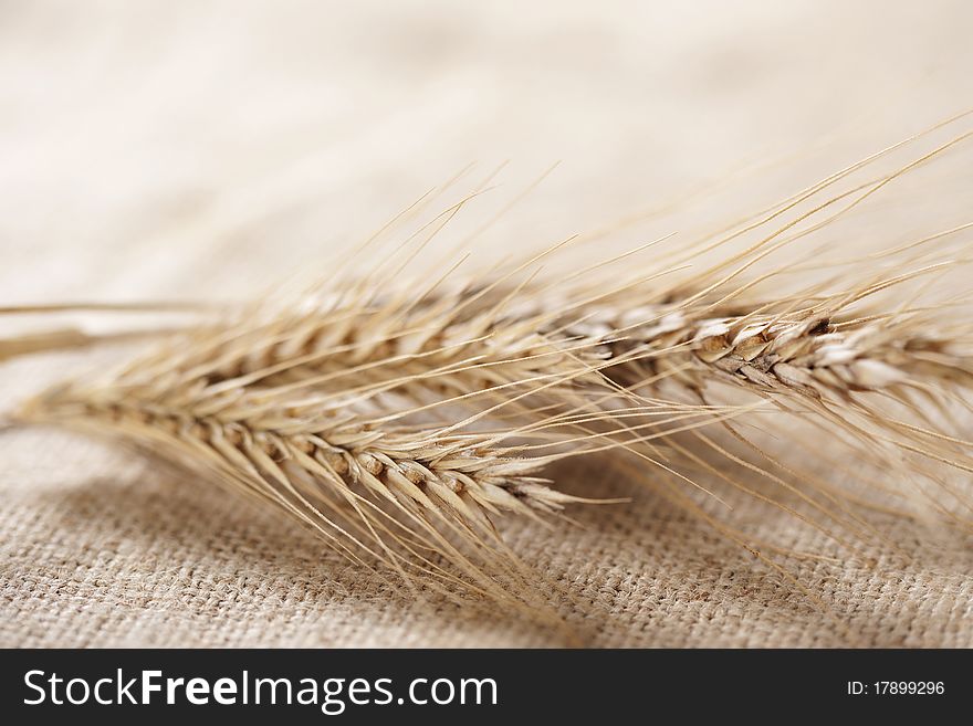 Wheat ears on burlap background