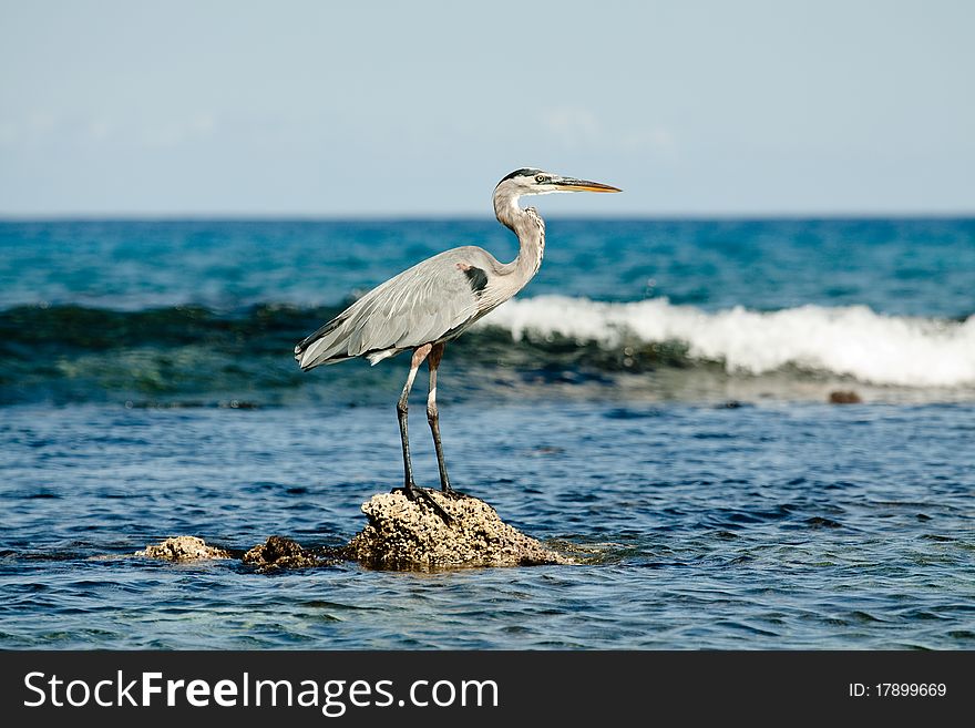 Egret standing on a rock in the middle of the sea with a crashing wave in the background. Egret standing on a rock in the middle of the sea with a crashing wave in the background.