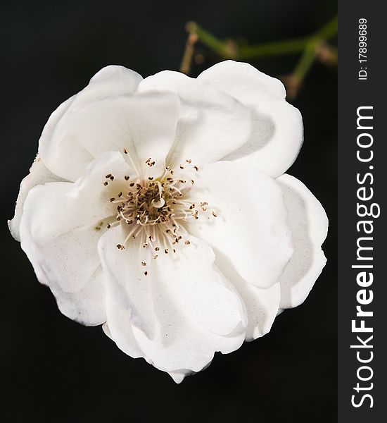 White flower in train station courtyard. White flower in train station courtyard