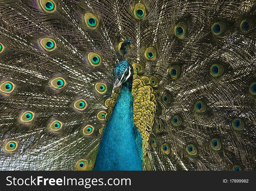 A peacock with his feathers in full spread. A peacock with his feathers in full spread.
