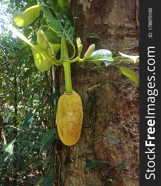 Jackfruit can be called a food bag. Jackfruit is a beautiful plant. This can be seen in the Asian region. Jackfruit can be called a food bag. Jackfruit is a beautiful plant. This can be seen in the Asian region..