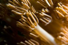 Anemone, Soft Coral Royalty Free Stock Photo