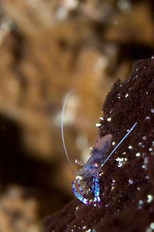 Shrimp On Black Coral Royalty Free Stock Photo